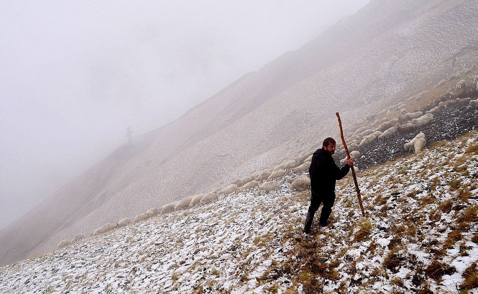 Hành trình vượt đèo tử thần của những đàn ông gan dạ và đàn cừu khổng lồ - Ảnh 1. Hành trình vượt đèo tử thần của những đàn ông gan dạ và đàn cừu khổng lồ