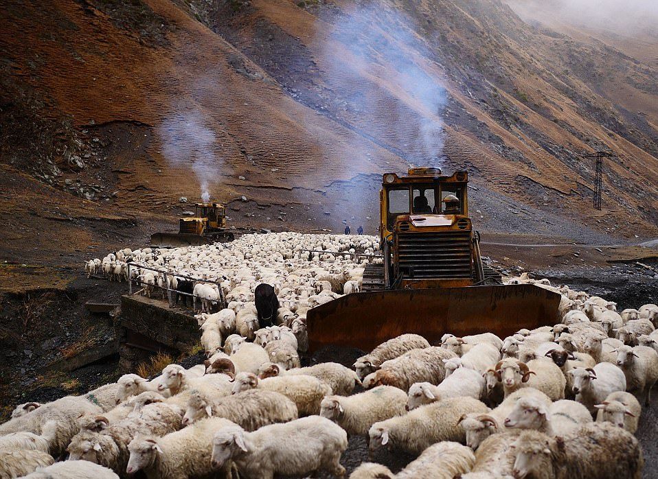 Hành trình vượt đèo tử thần của những đàn ông gan dạ và đàn cừu khổng lồ - Ảnh 5. Hành trình vượt đèo tử thần của những đàn ông gan dạ và đàn cừu khổng lồ