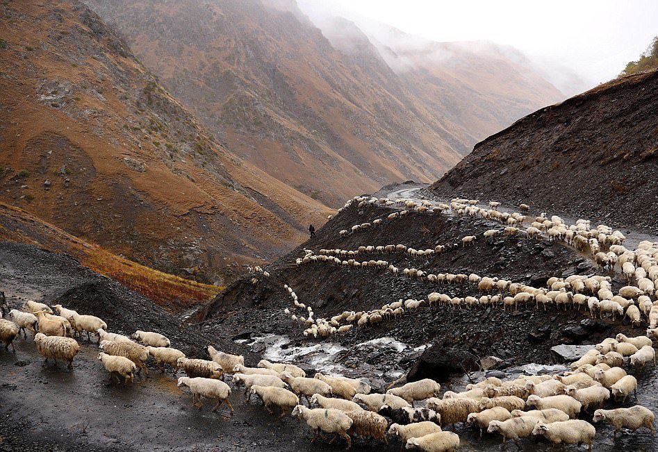 Hành trình vượt đèo tử thần của những đàn ông gan dạ và đàn cừu khổng lồ - Ảnh 9. Hành trình vượt đèo tử thần của những đàn ông gan dạ và đàn cừu khổng lồ