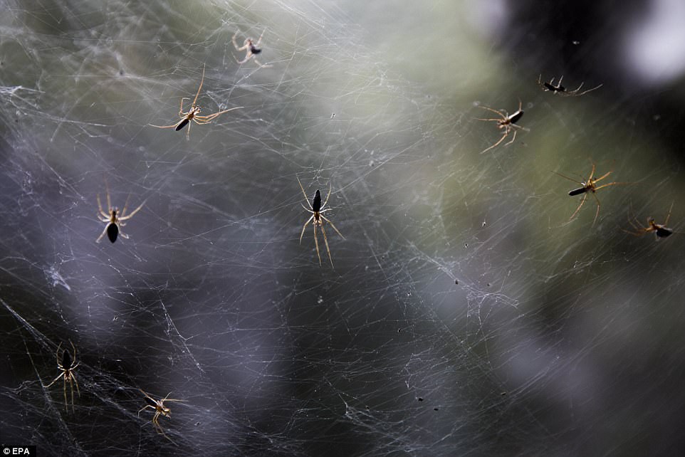 Động bàn tơ tựa phim kinh dị bên dòng suối ở Israel - Ảnh 6. 'Động bàn tơ' tựa phim kinh dị bên dòng suối ở Israel