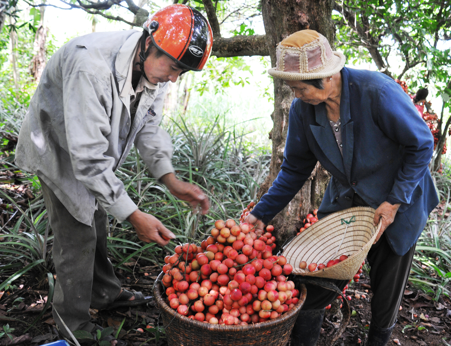 Đi Phú Yên ngắm vườn cây đỏ, ăn trái đỏ chua lè lưỡi - Ảnh 5. Đi Phú Yên ngắm vườn cây đỏ, ăn trái đỏ chua lè lưỡi