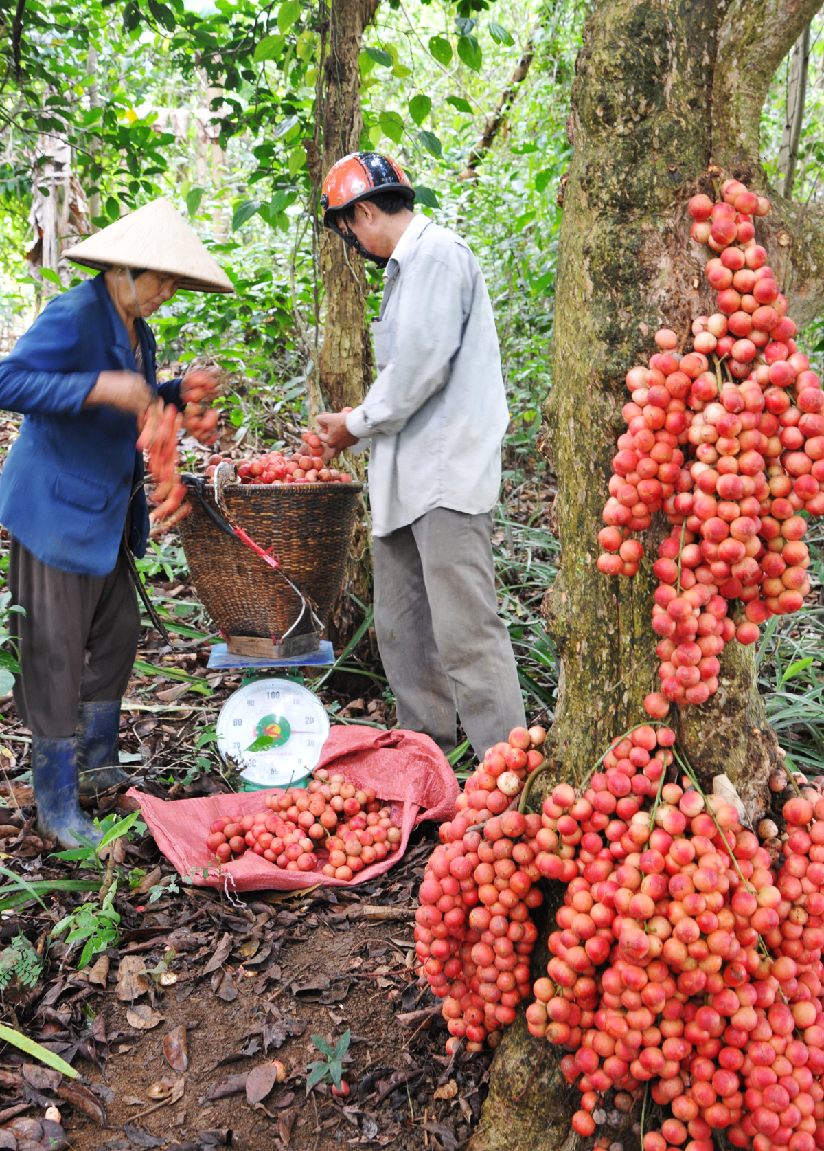 Đi Phú Yên ngắm vườn cây đỏ, ăn trái đỏ chua lè lưỡi - Ảnh 6. Đi Phú Yên ngắm vườn cây đỏ, ăn trái đỏ chua lè lưỡi