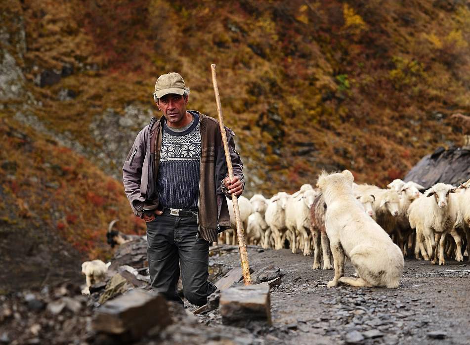 Hành trình vượt đèo tử thần của những đàn ông gan dạ và đàn cừu khổng lồ - Ảnh 8. Hành trình vượt đèo tử thần của những đàn ông gan dạ và đàn cừu khổng lồ