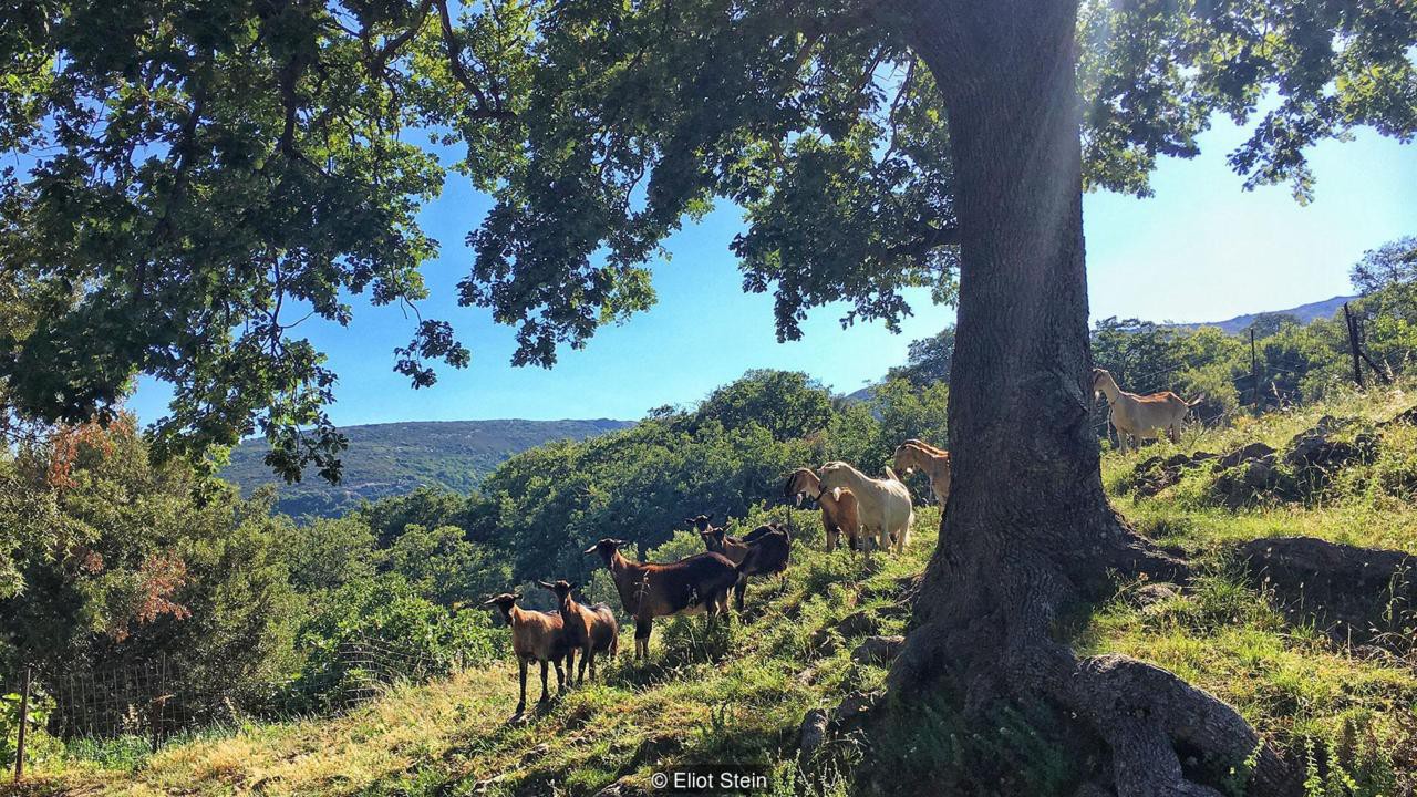 Antia: ngôi làng Hy Lạp không xe hơi, không wifi, giao tiếp bằng huýt sáo - Ảnh 1. Antia: ngôi làng Hy Lạp không xe hơi, không wifi, giao tiếp bằng huýt sáo