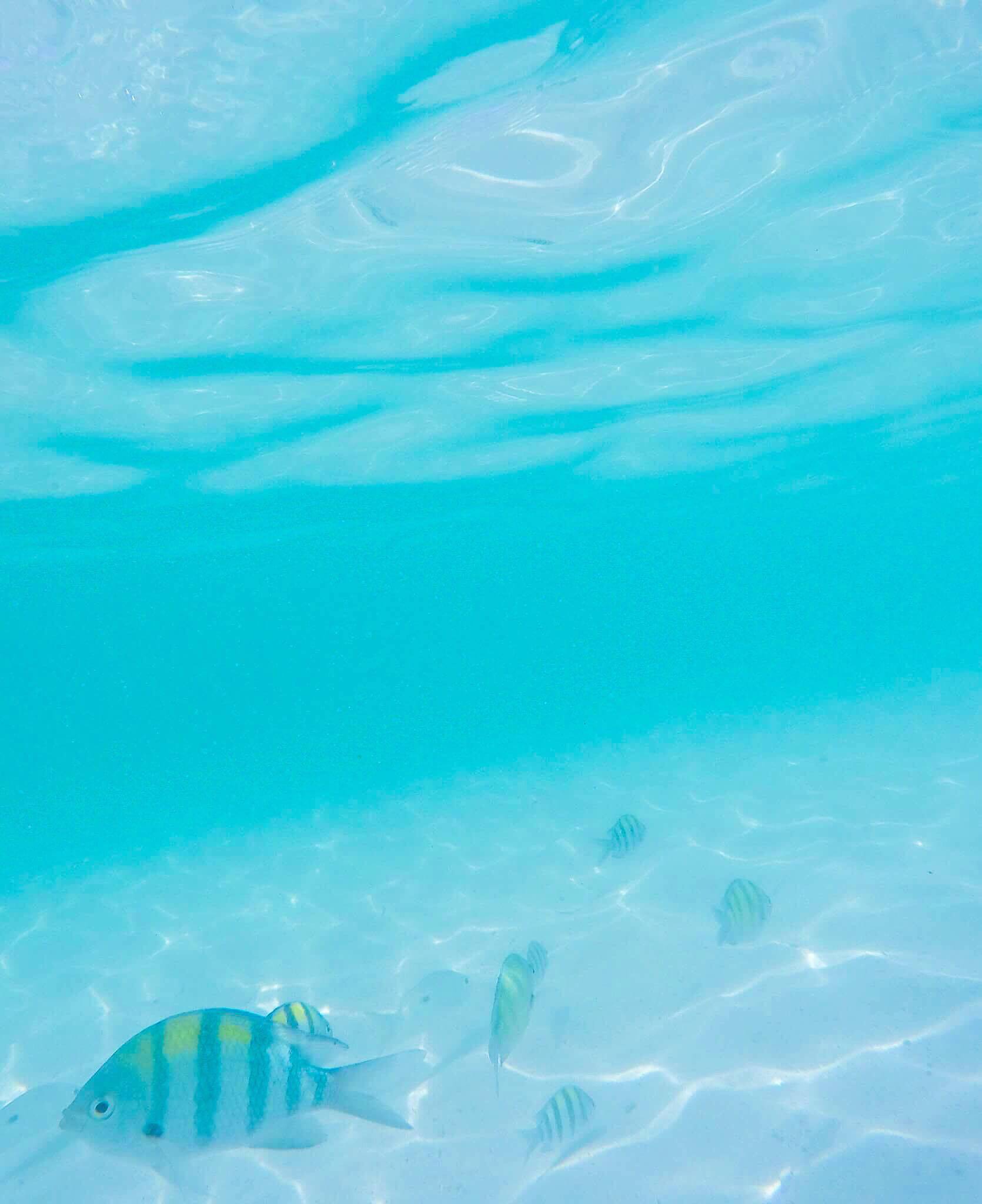 Tận hưởng cảnh đẹp mê ly ở Coral - đảo san hô đẹp nhất Thái Lan - Ảnh 8. Tận hưởng cảnh đẹp mê ly ở Coral - đảo san hô đẹp nhất Thái Lan