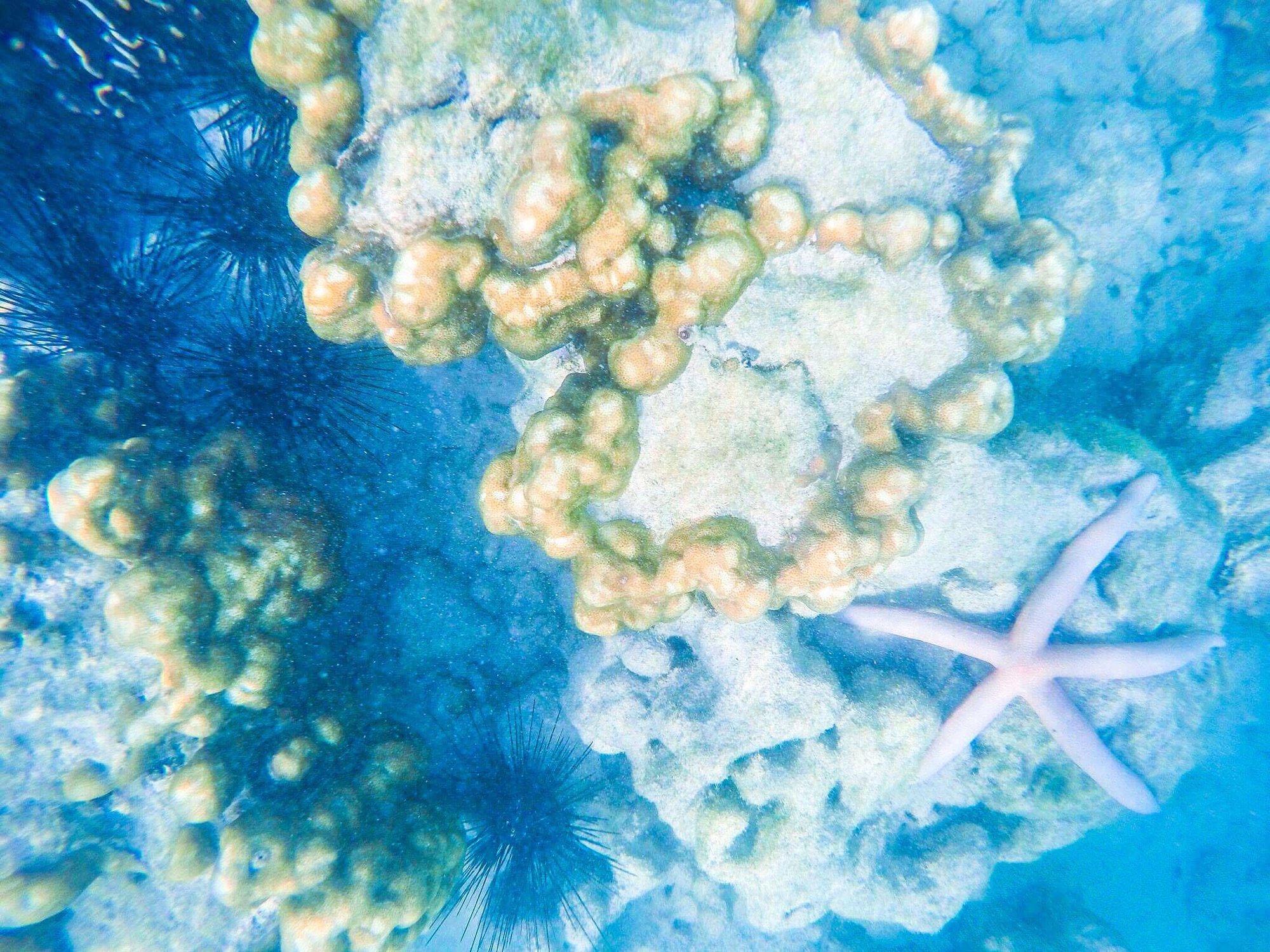 Tận hưởng cảnh đẹp mê ly ở Coral - đảo san hô đẹp nhất Thái Lan - Ảnh 10. Tận hưởng cảnh đẹp mê ly ở Coral - đảo san hô đẹp nhất Thái Lan