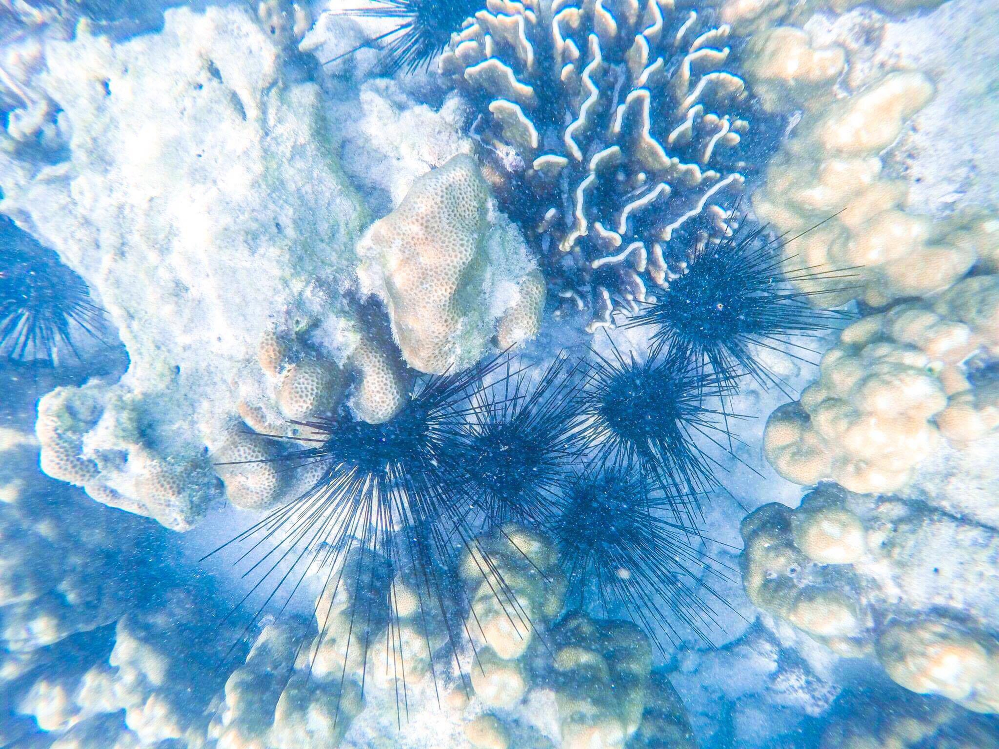 Tận hưởng cảnh đẹp mê ly ở Coral - đảo san hô đẹp nhất Thái Lan - Ảnh 11. Tận hưởng cảnh đẹp mê ly ở Coral - đảo san hô đẹp nhất Thái Lan