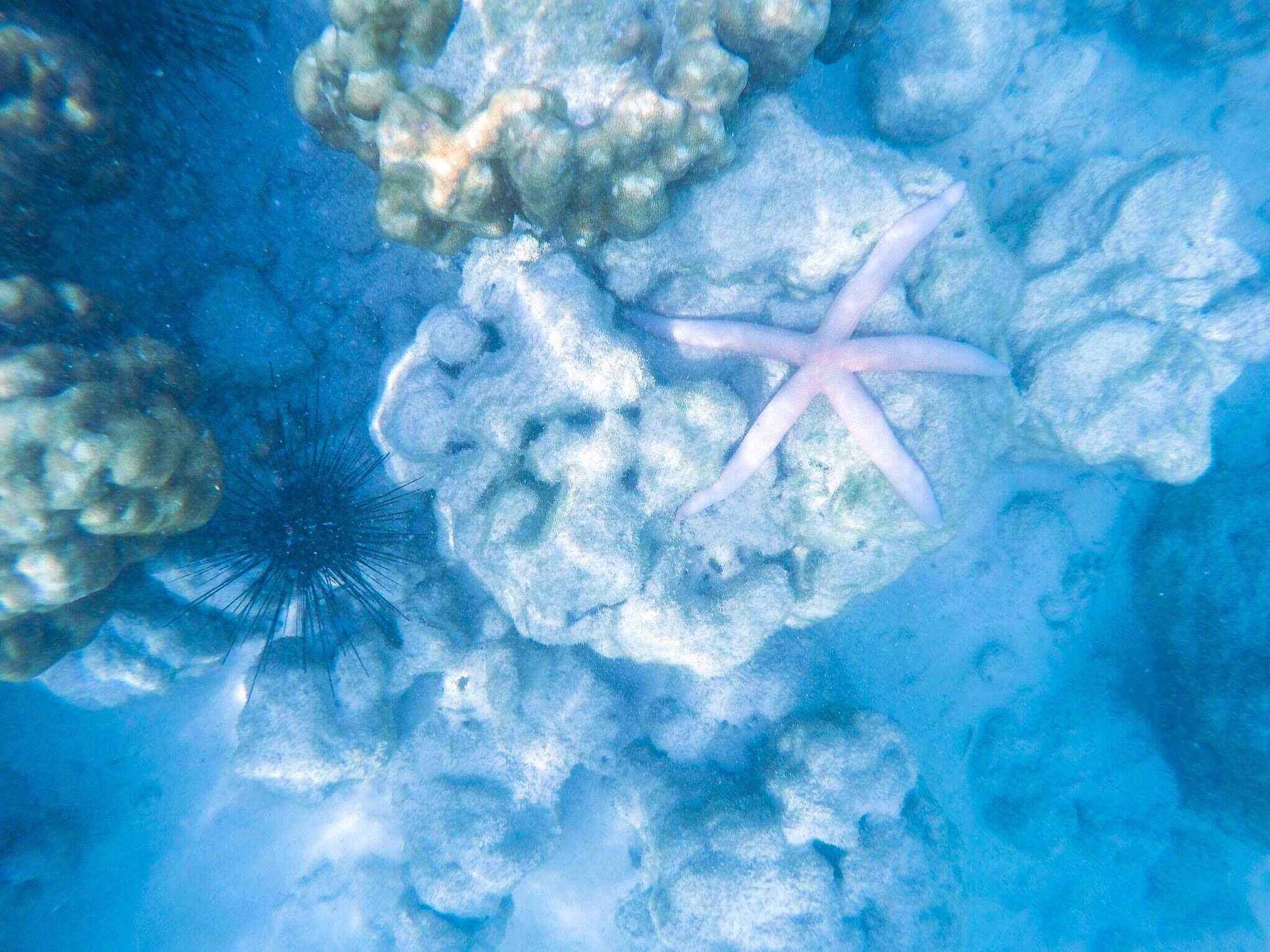 Tận hưởng cảnh đẹp mê ly ở Coral - đảo san hô đẹp nhất Thái Lan - Ảnh 12. Tận hưởng cảnh đẹp mê ly ở Coral - đảo san hô đẹp nhất Thái Lan