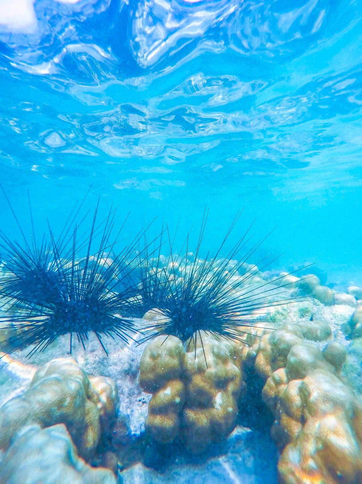 Tận hưởng cảnh đẹp mê ly ở Coral - đảo san hô đẹp nhất Thái Lan - Ảnh 14. Tận hưởng cảnh đẹp mê ly ở Coral - đảo san hô đẹp nhất Thái Lan