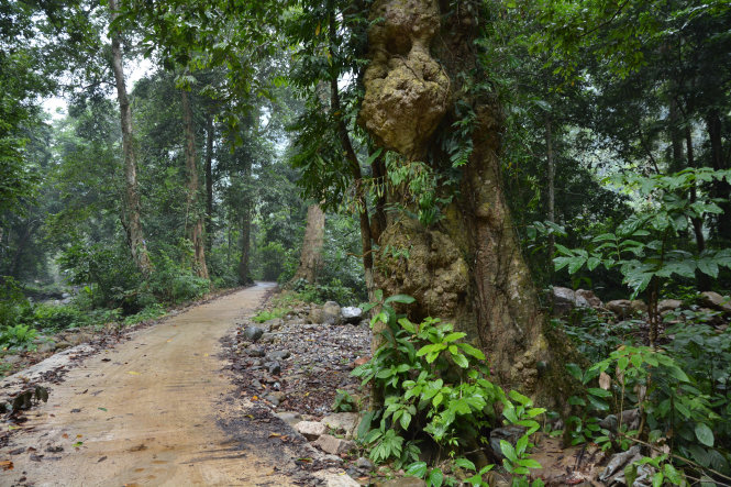 Vào Vườn quốc gia Xuân Sơn hoang sơ và hùng vĩ - Ảnh 2. Vào Vườn quốc gia Xuân Sơn hoang sơ và hùng vĩ
