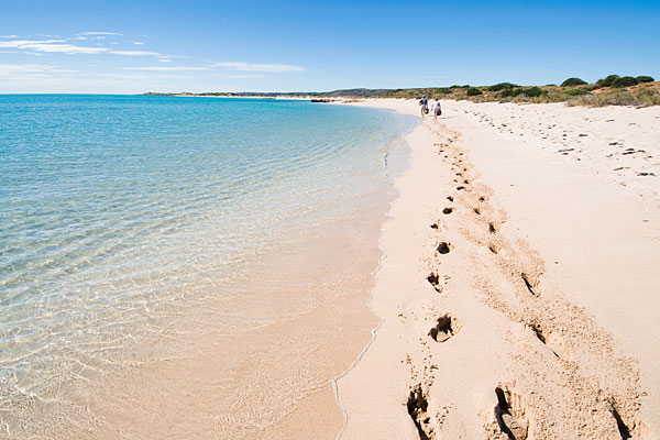 Đến Australia dạo bước trên bãi biển vỏ sò - Ảnh 3. Đến Australia dạo bước trên bãi biển vỏ sò - Ảnh 3.