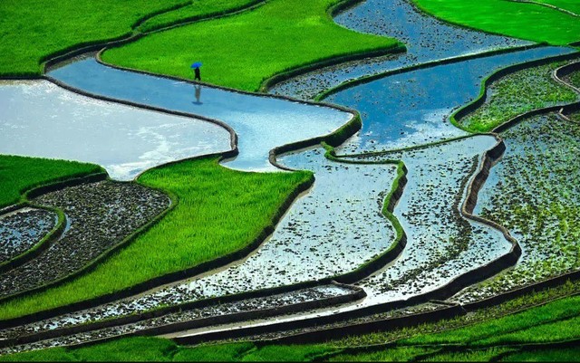 1. Ruộng bậc thang mùa nước đổ (Việt Nam) là một trong những cảnh quan tuyệt vời nhất thế giới, khung cảnh được bao trùm bởi màu xanh của lúa sau khi cấy. Việt Nam được biết đến là một trong những nước xuất khẩu gạo lớn nhất thế giới.