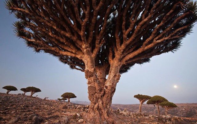 10. Những cây máu rồng trên đảo Socotra (Yemen) có hình dạng giống như những chiếc ô khổng lồ và nhựa đỏ như máu. Đây là một trong những loài thực vật độc đáo nhất trên hành tinh.