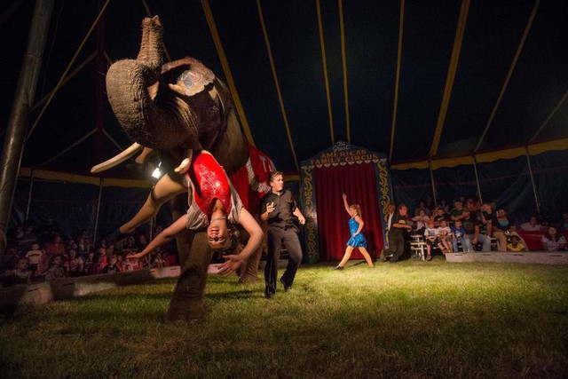 Bức ảnh của Brian Lehmann chụp tiết mục xiếc voi trong Rạp xiếc gia đình Great American Family Circus ở Mattoon, bang Illinois, Mỹ. Rạp xiếc này có lịch sử hình thành lâu đời, từ thế kỷ 16.