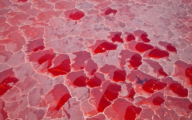 2. Hồ muối Natron (Tanzania) có màu sắc rực đỏ như máu do các loài tảo quang hợp tạo nên. Nồng độ kiềm trong hồ quá cao sẽ làm cho những loài vật không may sảy chân rớt xuống hồ bị phân hủy và vôi hóa, nên đây còn được gọi là 
