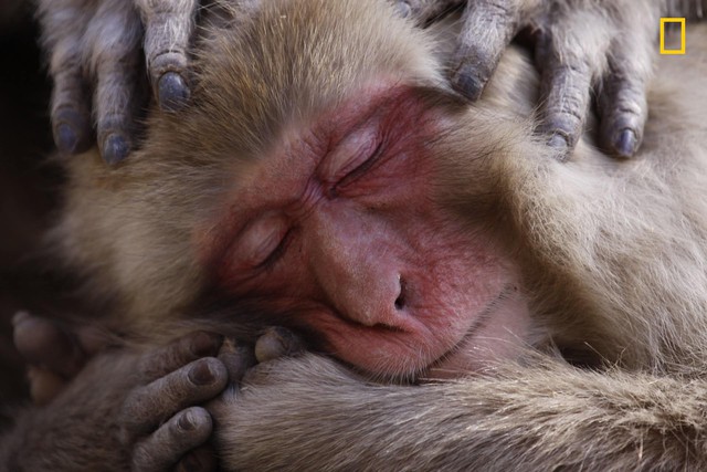 Một bức ảnh khác đạt giải thưởng danh dự trong thể loại ảnh động vật hoang dã là của Lance McMillan với hình ảnh một con khỉ tuyết Nhật Bản đang lim dim cho đồng loại của mình bắt chấy rận trên lông của mình. 
