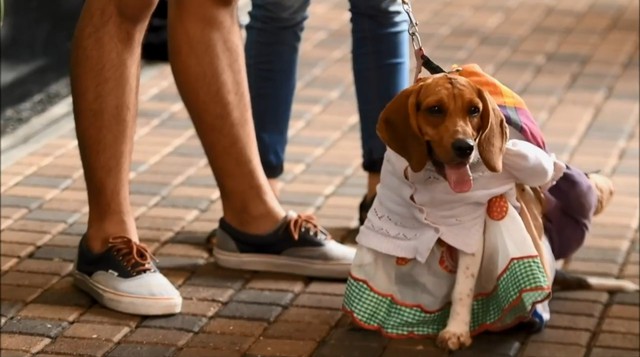 Đến El Salvador xem cún cưng diễn thời trang - Ảnh 5.