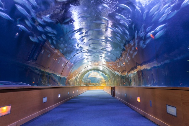 Dubai sử dụng thủy cung ảo để kiểm tra an ninh tại sân bay - Ảnh 1. Dubai sử dụng thủy cung ảo để kiểm tra an ninh tại sân bay - Ảnh 1.