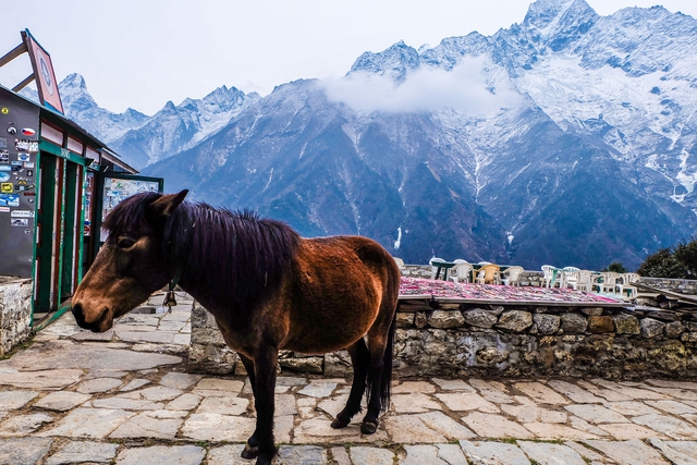 8 lưu ý cho một chuyến trekking ở Himalaya