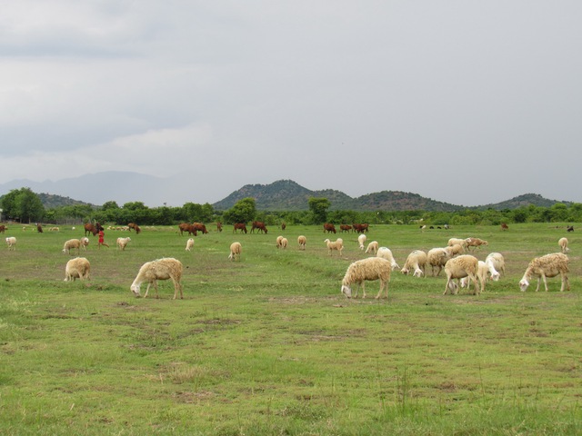 Tung tăng Phan Rang, Núi Chúa, Bình Lập với giá 1,2 triệu đồng - Ảnh 9. Tung tăng Phan Rang, Núi Chúa, Bình Lập với giá 1,2 triệu đồng - Ảnh 9.
