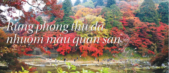 Rừng phong thu đã nhuộm màu quan san - Ảnh 7. Rừng phong thu đã nhuộm màu quan san - Ảnh 7.