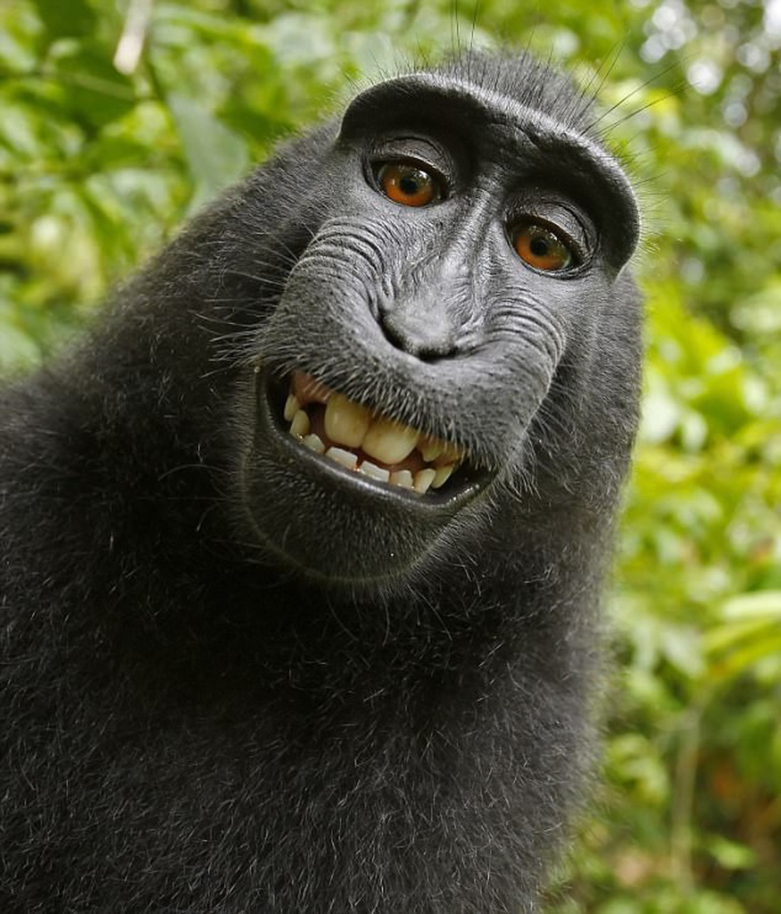 Khỉ hoang dã thành ngôi sao mạng xã hội nhờ nụ cười dễ thương - Ảnh 1.