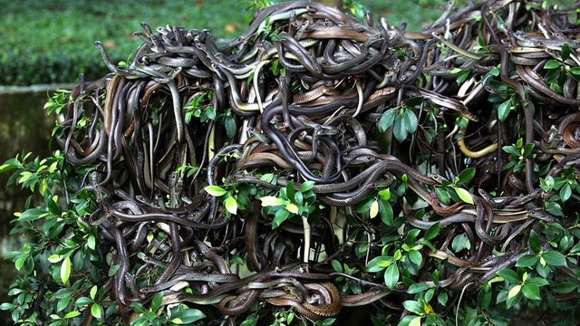 Rùng mình trước đảo rắn độc nhất thế giới ở Brazil - Tuổi ...