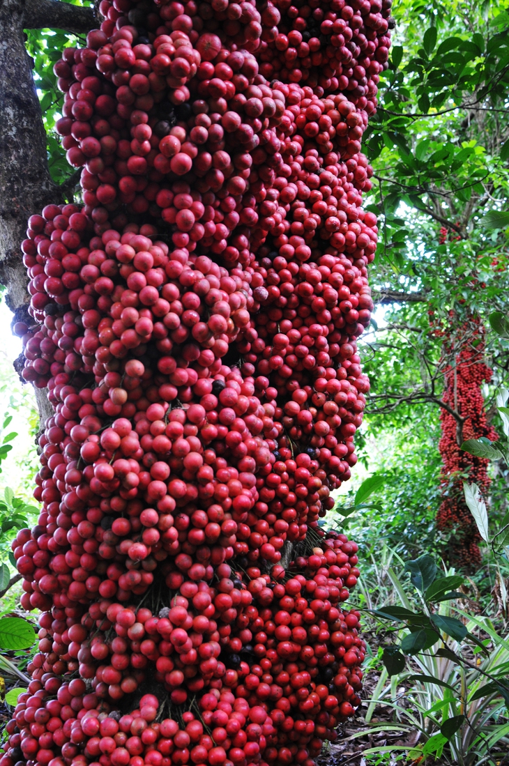 Đi Phú Yên ngắm vườn cây đỏ, ăn trái đỏ chua lè lưỡi - Ảnh 1.