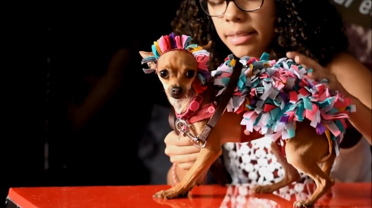 Đến El Salvador xem cún cưng diễn thời trang - Ảnh 10.