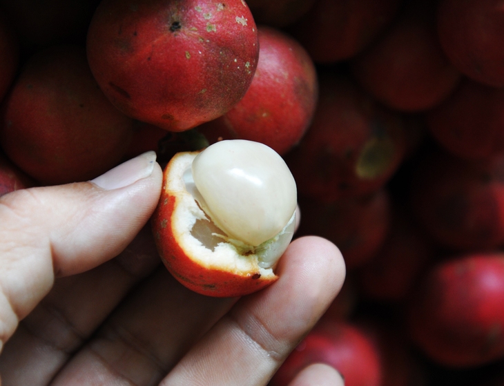 Đi Phú Yên ngắm vườn cây đỏ, ăn trái đỏ chua lè lưỡi - Ảnh 2.