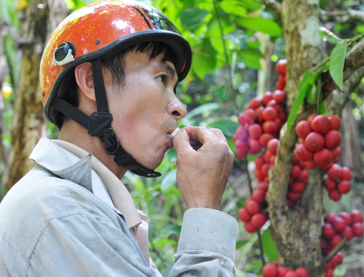 Đi Phú Yên ngắm vườn cây đỏ, ăn trái đỏ chua lè lưỡi - Ảnh 3.