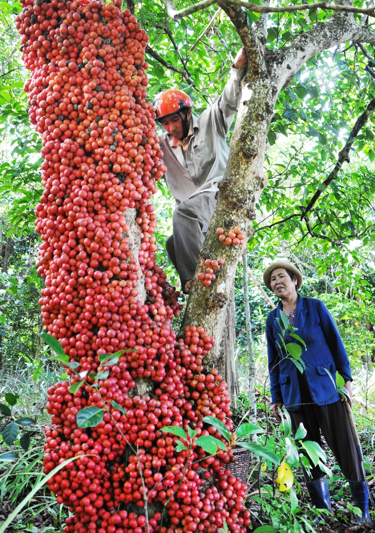 Đi Phú Yên ngắm vườn cây đỏ, ăn trái đỏ chua lè lưỡi - Ảnh 4.