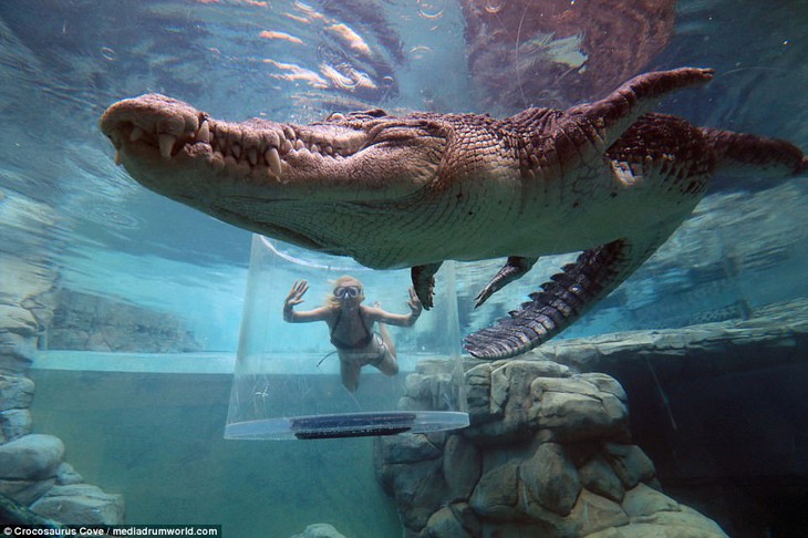 Bơi trong bể cùng cá sấu, bạn dám không? - Ảnh 2.
