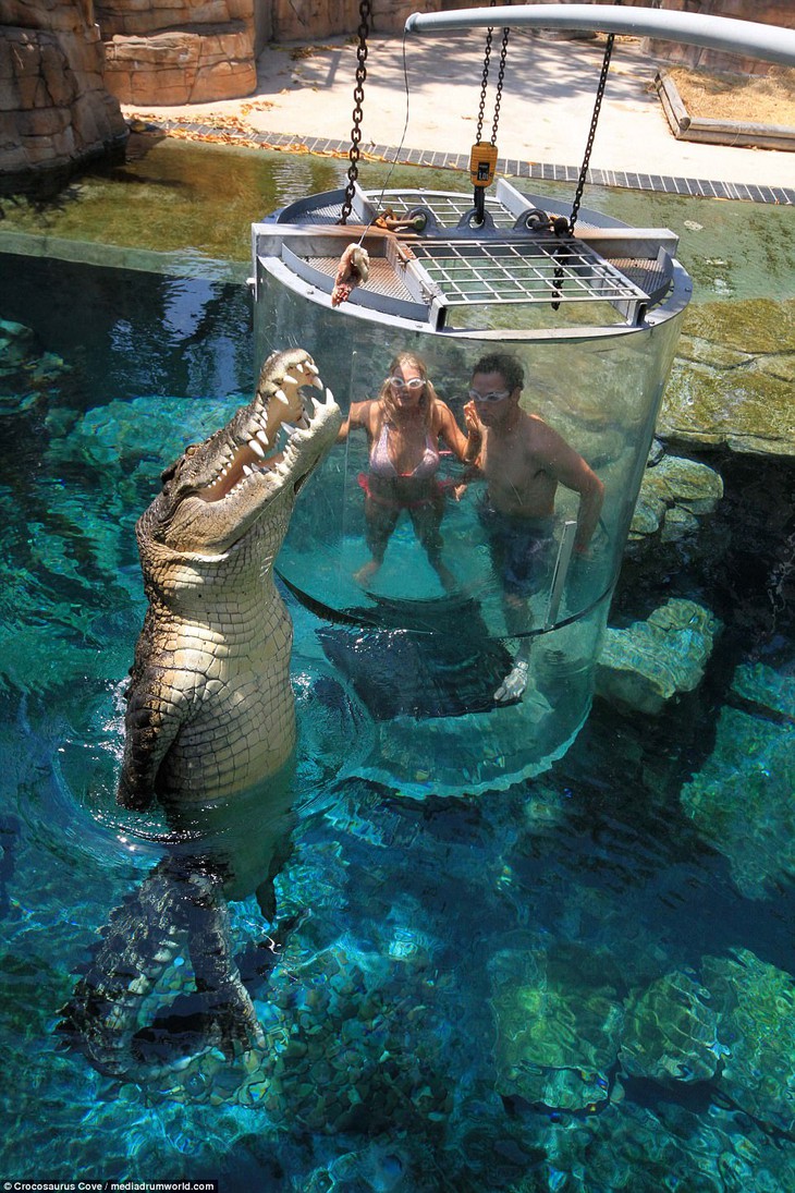 Bơi trong bể cùng cá sấu, bạn dám không? - Ảnh 3.