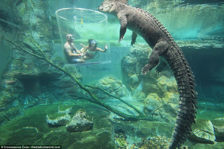 Bơi trong bể cùng cá sấu, bạn dám không? - Ảnh 4.