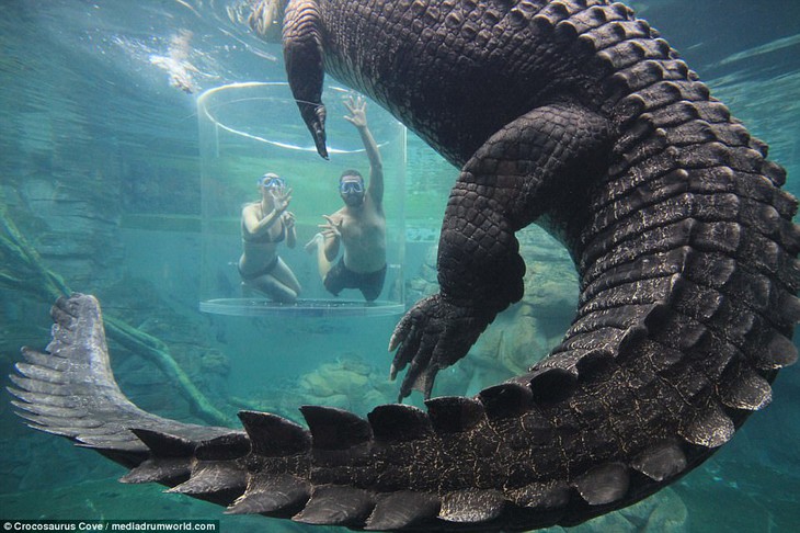 Bơi trong bể cùng cá sấu, bạn dám không? - Ảnh 6.
