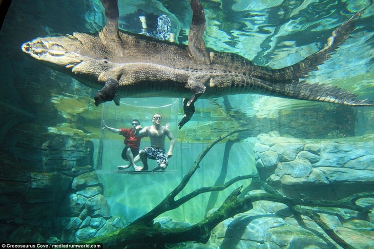 Bơi trong bể cùng cá sấu, bạn dám không? - Ảnh 7.
