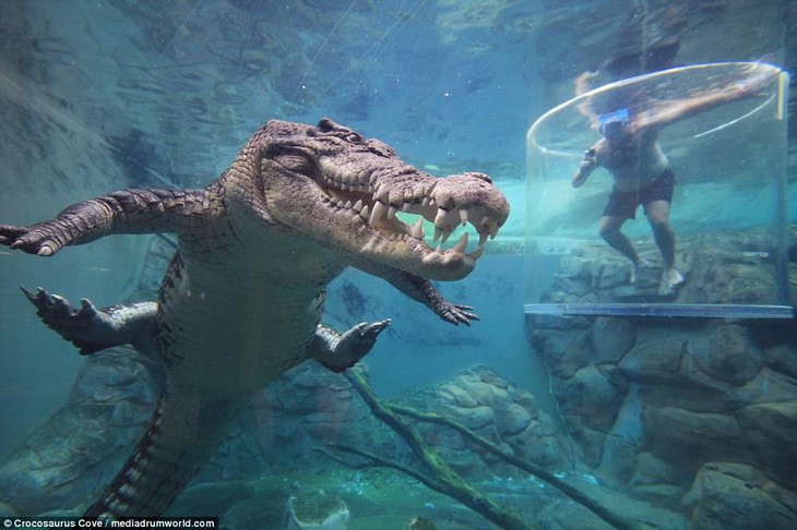 Bơi trong bể cùng cá sấu, bạn dám không? - Ảnh 8.