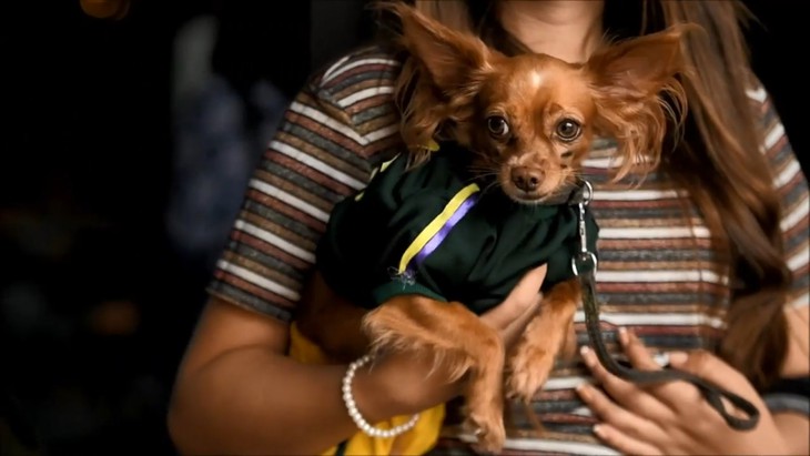 Đến El Salvador xem cún cưng diễn thời trang - Ảnh 6.