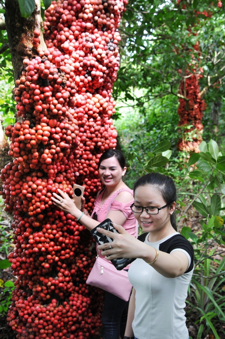 Đi Phú Yên ngắm vườn cây đỏ, ăn trái đỏ chua lè lưỡi - Ảnh 7.
