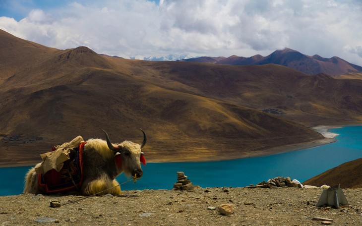 Nếu bạn từng lên voi xuống chó, sẽ thấy nhân tình thế thái vô thường ở Tây Tạng - Ảnh 8.